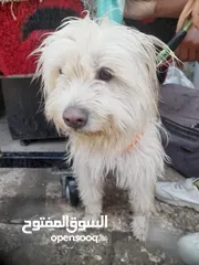  1 كلب أنثى لعوب