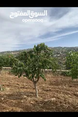  9 مزرعه للبيع بالسلط زي منطقة مزارع وشاليهات
