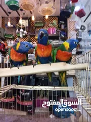 5 يتوفر ببغاء اليف زق يدوي  لوري اليف قرين شيك الي كوكتيل اليف  دره اليف  روز اليف  فشر اليف  حب اليف