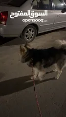  2 كلب هاسكي الاسكا مالموت للبيع