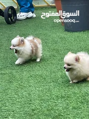  13 pomeranian dogs male and female 2 month old