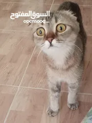  3 قطه كتن بيبي 3 شهور ابيض   و قطة سيامي و قط شوكلت   وبصحه ممتازه ماخذه المطاعيم قطة مداعبة هملايا