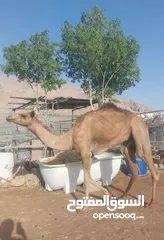  1 للبيع قعود لقي