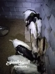  2 البيع