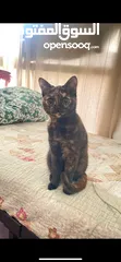  1 قطة لتبني مجانا cat for adoption female for free