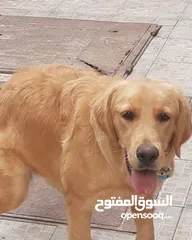  1 انثى جولدن ريتريفر في عمر سنه