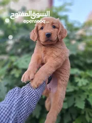  1 جراء جولدن مستوى عالي جدا