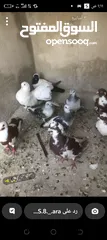  1 حمام للببع