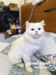  1 2 persian cat for free adoption only passport fee