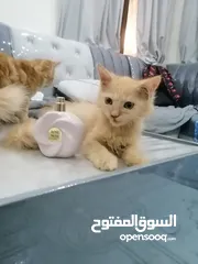  2 قطط شيرازيه للبيع