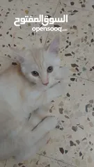  1 بسھ لونھا اشقر من بسھ شيرازي