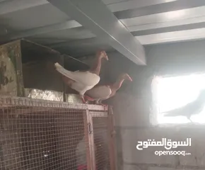  2 نخب جوزين مكابي وغولدن