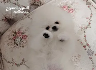  1 جراء بوميرانيان جميلة