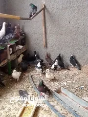  1 حمام بلدي شغال مية بالمية