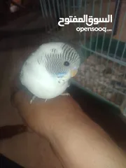  11 عصافير حب بادجي 2 مع القفص