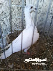  4 حمام للبيع