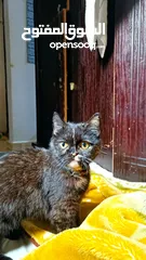  2 Tortie cat for adoption