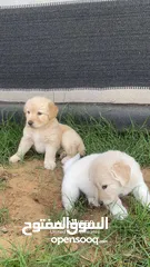  1 Labrador retriever for adoption