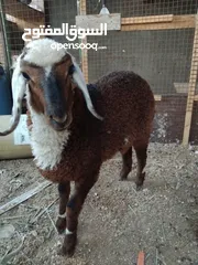  2 عبور للبيع  حبه نظيفه