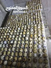  1 بيض فري طائر السمان سوبر جامبو
