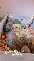  3 فراخ زق يدوي