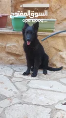  5 جيرمن رويال بلاك