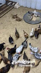  2 للبيع دجاج مشكل العمر شهرين