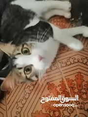  6 قطط للتبني بدون مقابل في عمان....