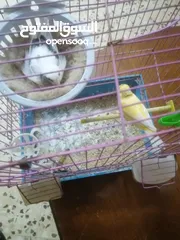  4 جواز كنار للبيع