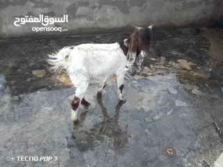  6 حلال جناي طيب