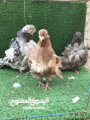  2 متاح زوجين كشكي جاهزات ومنتجات (اقره الوصف)