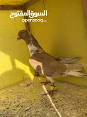  3 حمام زينه جميله