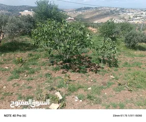  4 ارض للبيع حبكا المزار الشمالي اربد