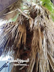  1 شجرة نخيل زينه