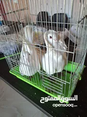  1 جوز حمام ملوكي للبيع
