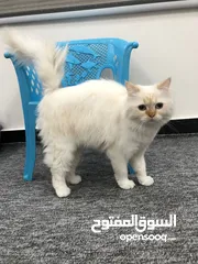  3 انثى هملايا الوصف مهم