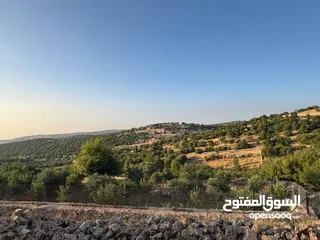  15 مزرعة في عجلون رأس منيف للبيع