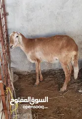  3 جاعده سودانيه