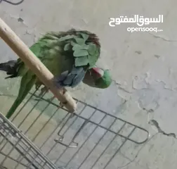  1 ببغاء نيبالي