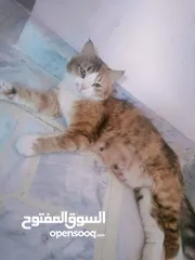  4 قطة مكس شيرازي حنونة وهادية فطمت الكتنز عمرهم شهر ونص فقط الام للتبني الموقع طبربور
