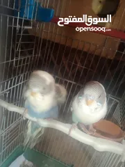  9 عصافير حب بادجي 2 مع القفص