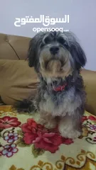  4 Havanese beautiful male