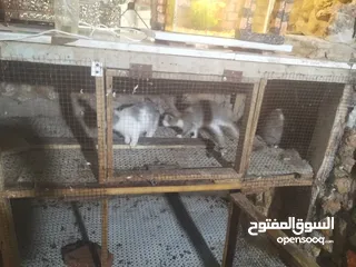  5 ارانب للبيع  كوم 8 حبات عمرهم شهرين ونص للتواصل  ع الواتس اب