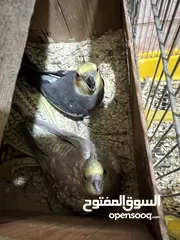  2 طيور كوكتيل للبيع