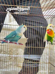  3 بسم الله تبارك الرحمن فحل فيشر مع جوز روز الأنثى الصفراء اليفه ركززز معي صحه نظاااافه صلاه النبي