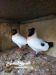  6 15 جواز للبيع مشكلات