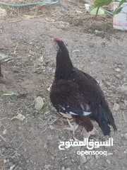  1 ديك سايكس بورسلان
