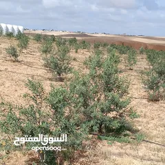 1 ارض للبيع   جنوب عمان /القرية جميل (حوض العرقوب)