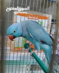  7 بغبغاء الدره