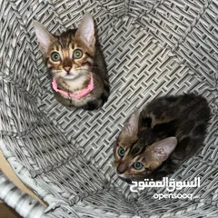  3 Address Bengal kittens available for adoption